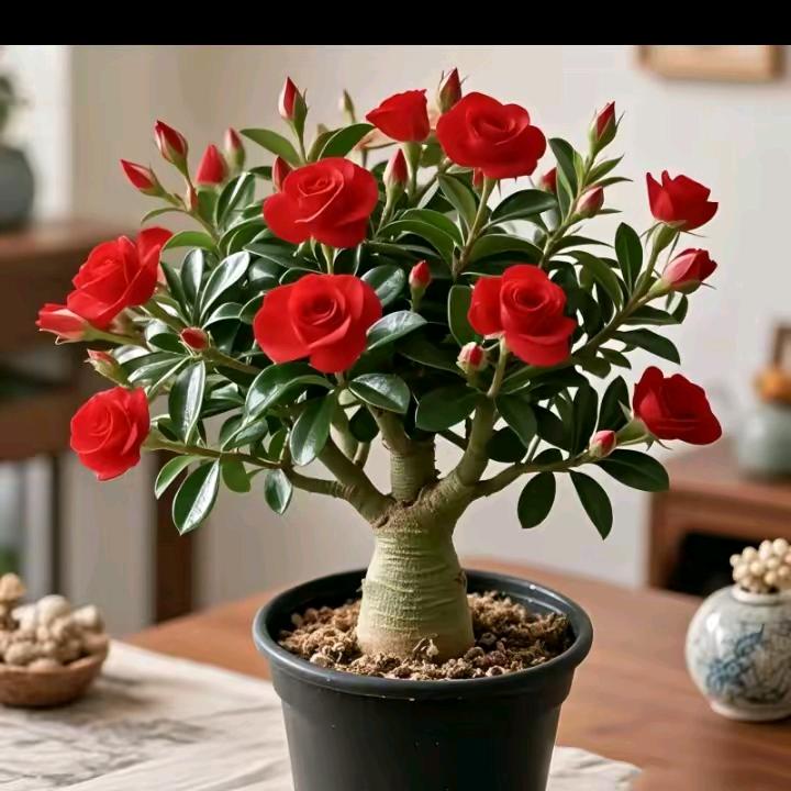 🌺🌺🌺🌺🌺🌺单身