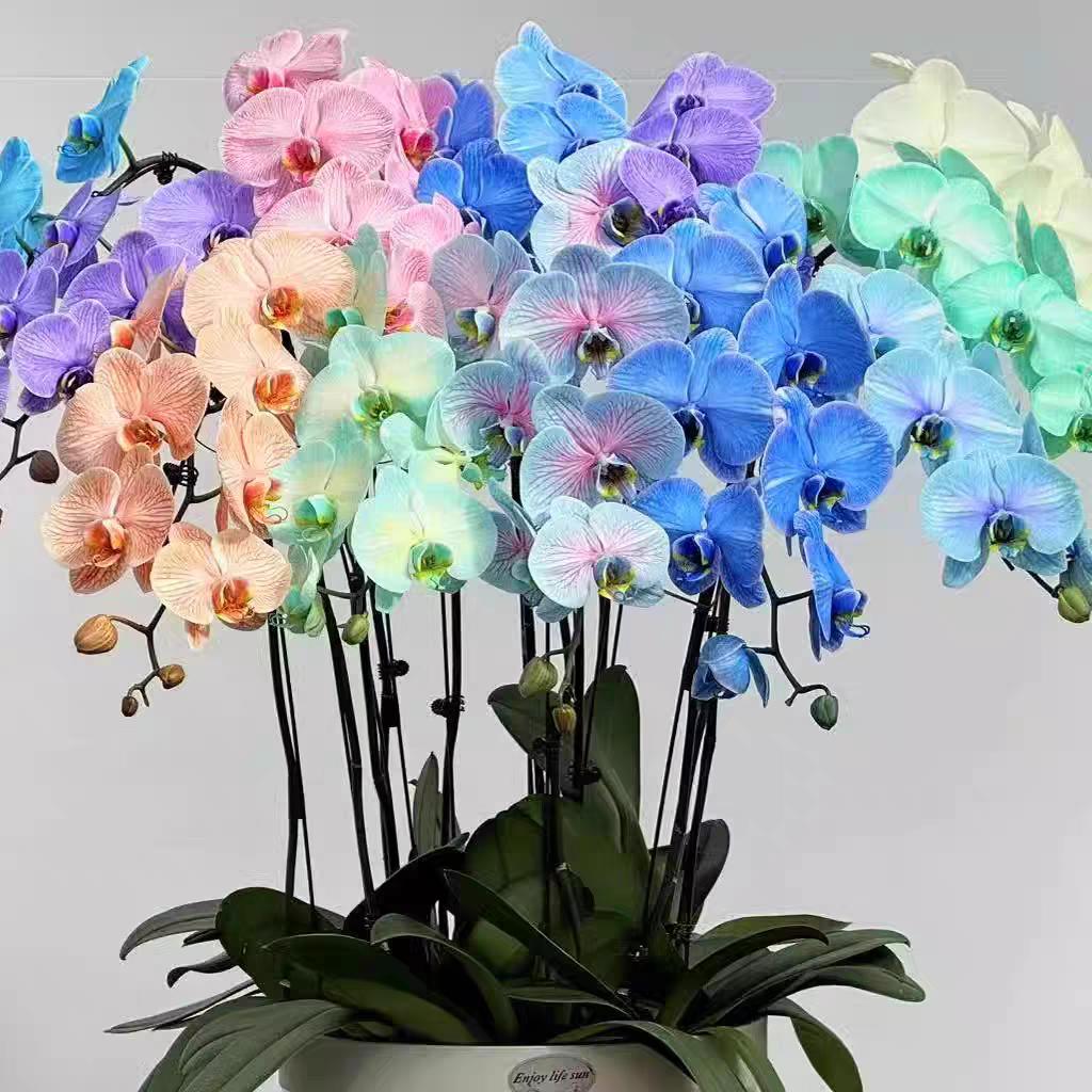 昊昊花卉小铺