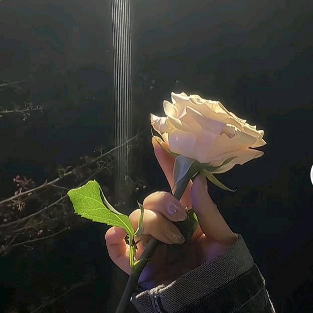 一生平安。🌹