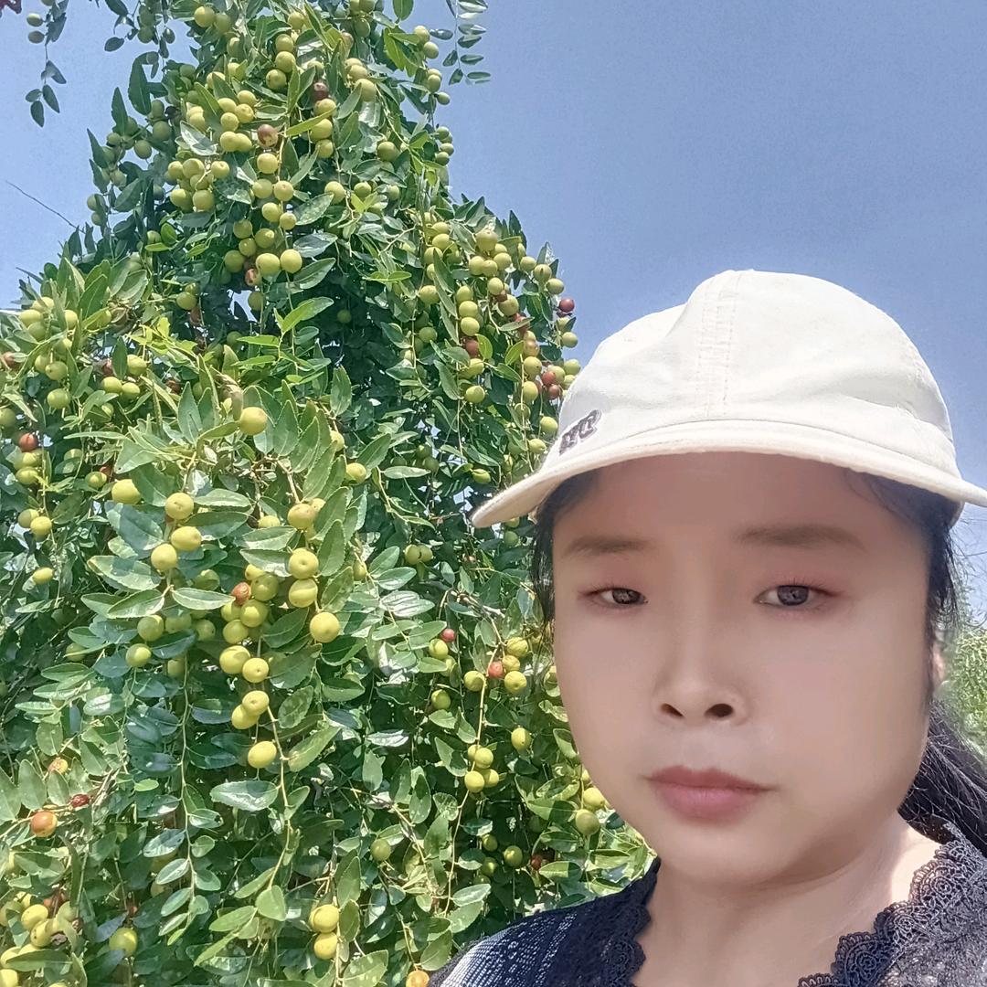 小浪底酸枣树苗种植推广