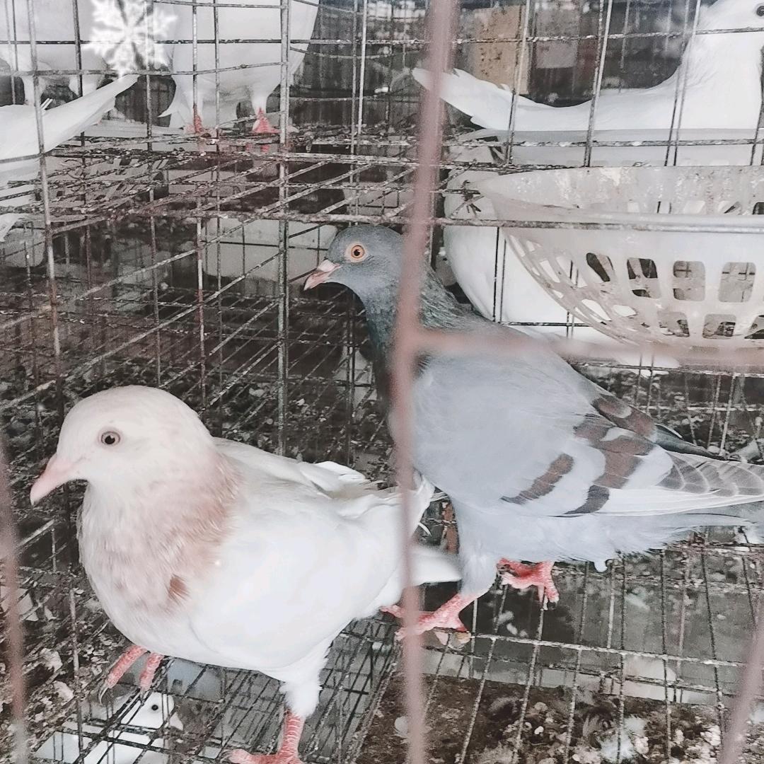 养鸽人（无奈）