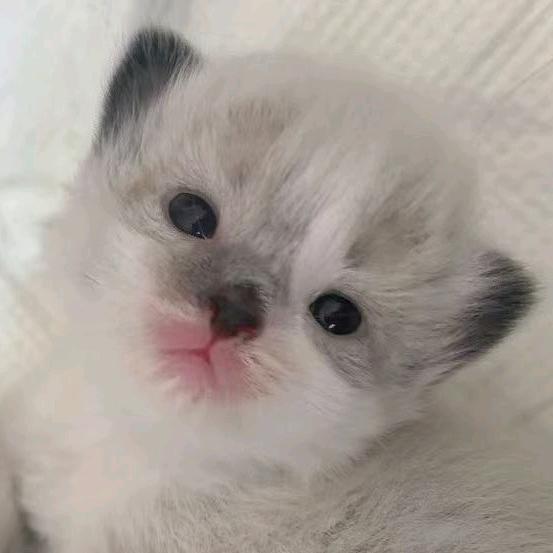 三只猫（500粉福利送猫猫）