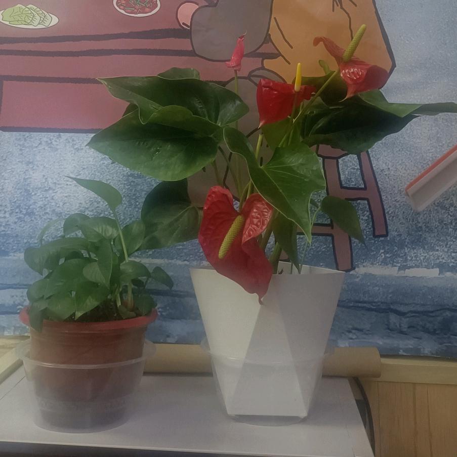 平芳芳