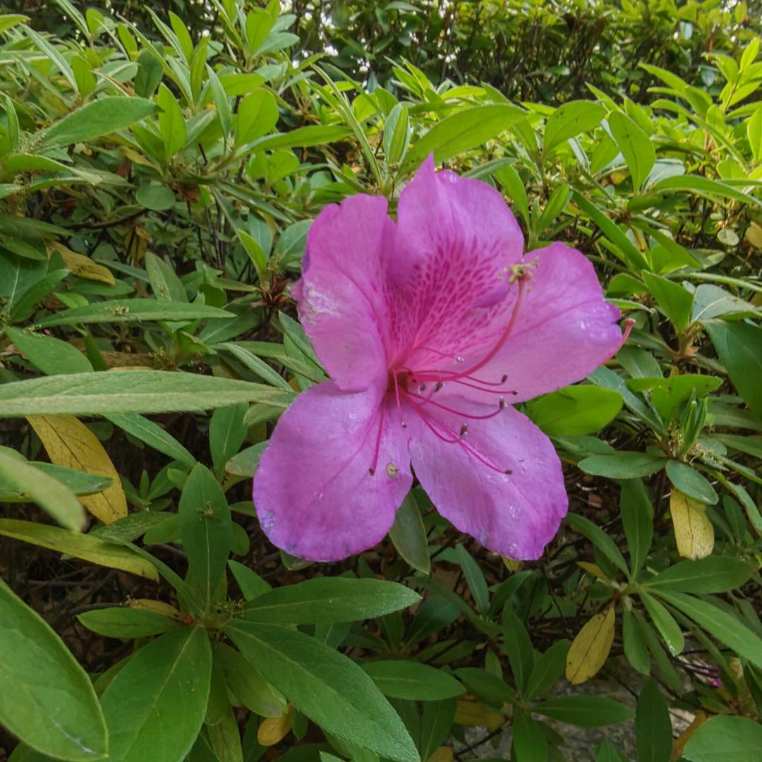 耿直金刚花