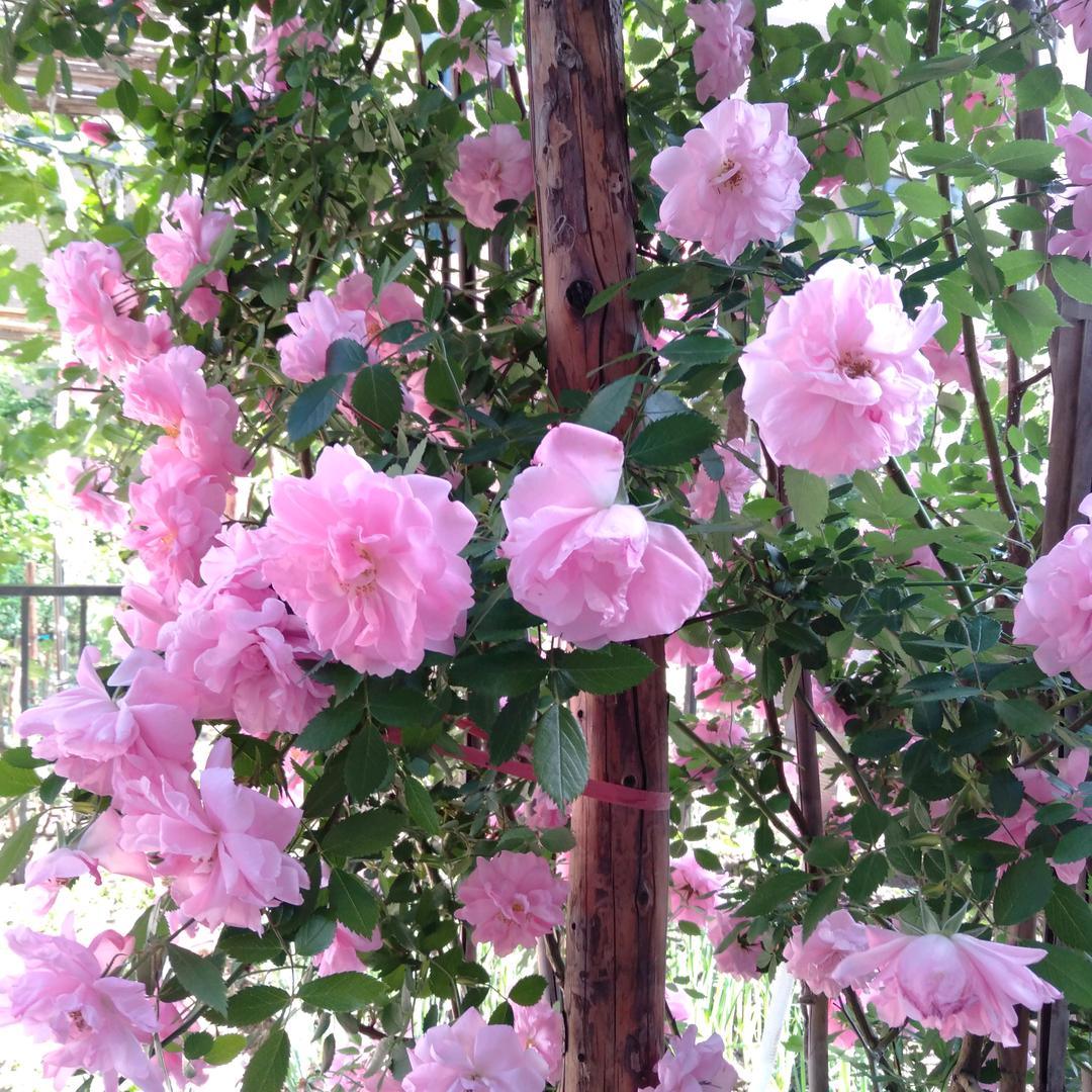 姜亚琴🌸