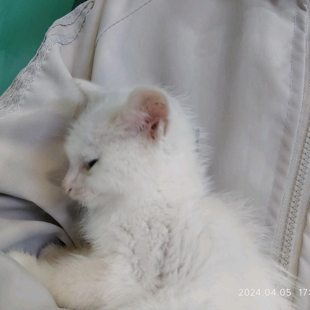 属于