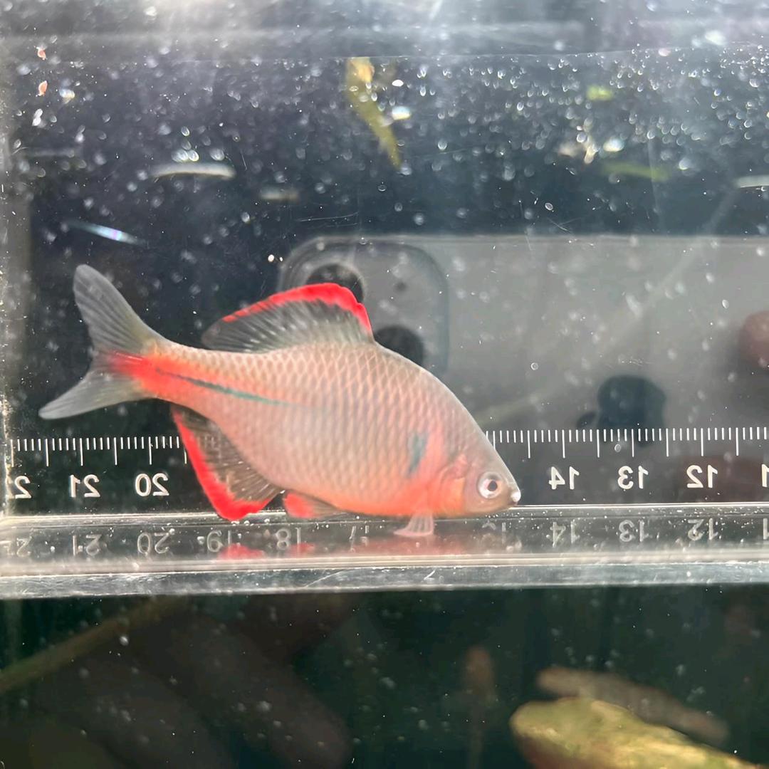 晨星原生鱼