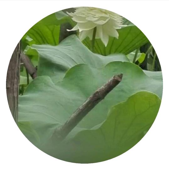 我是贺贺