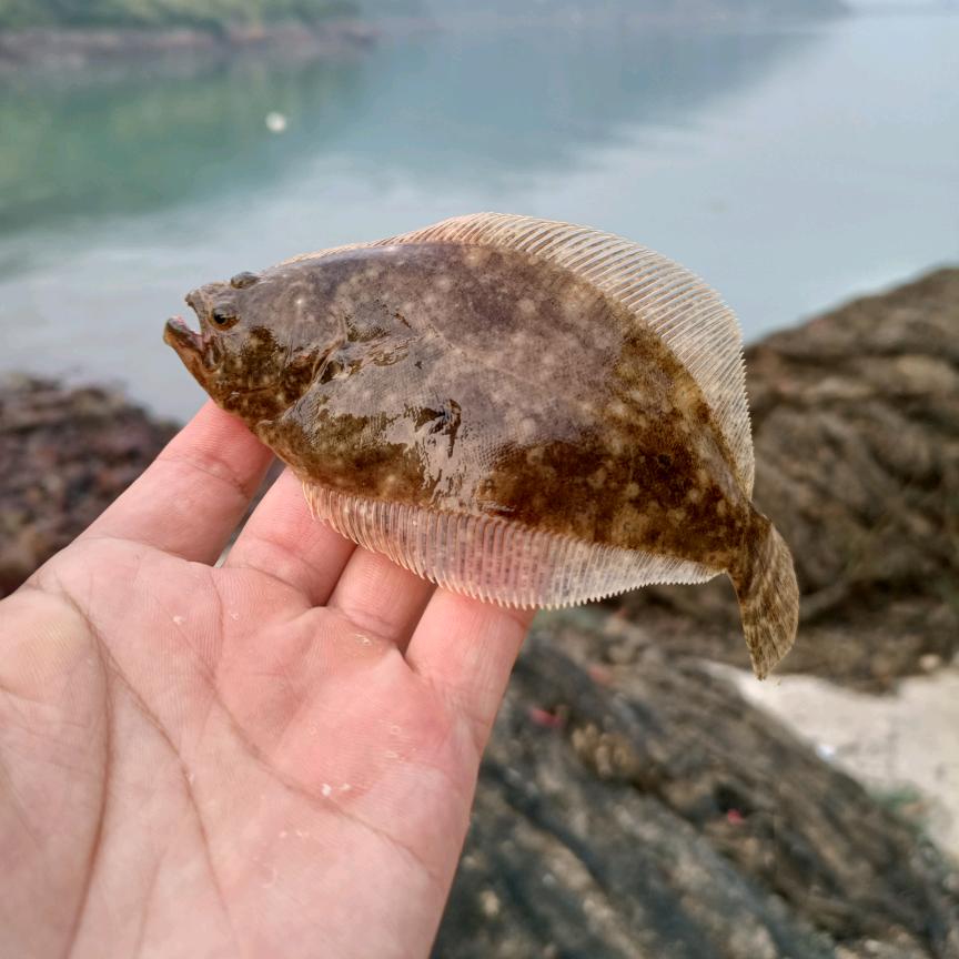 天天钓鱼–浪哥