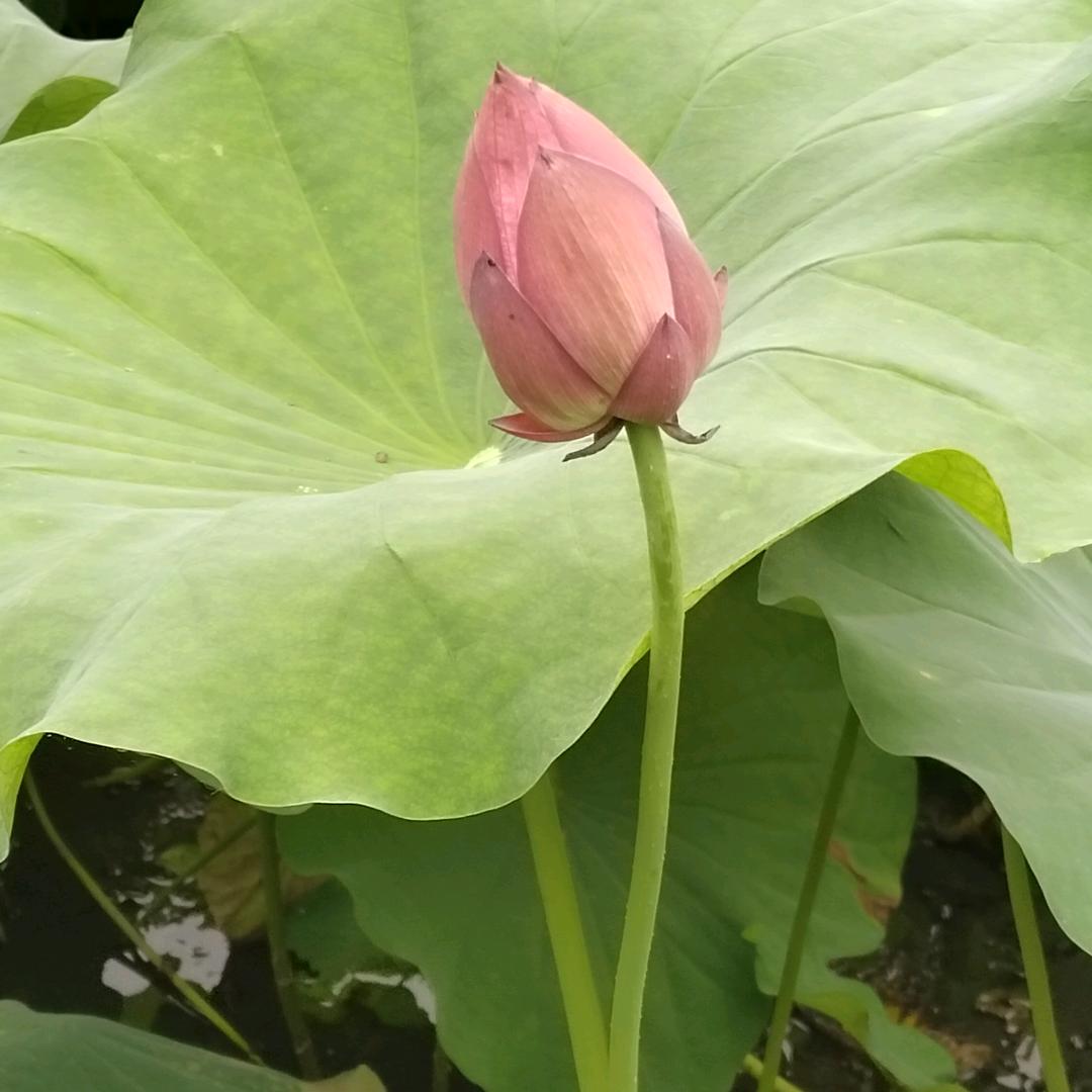 飞飞
