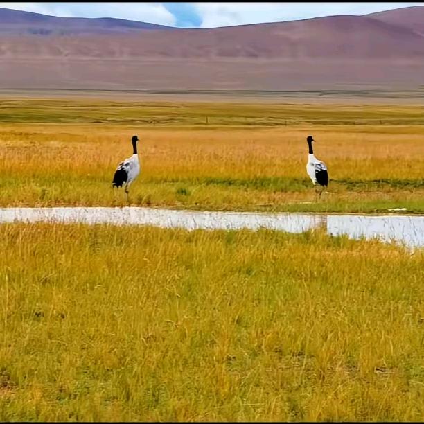  ࿐ 🇨🇳💲☑️🔜🎶