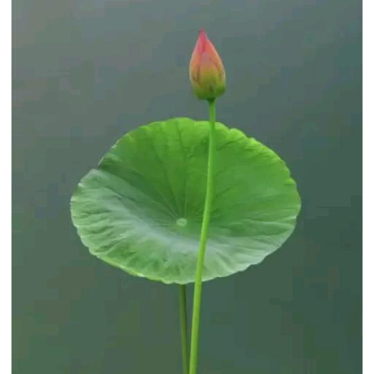 东水三木