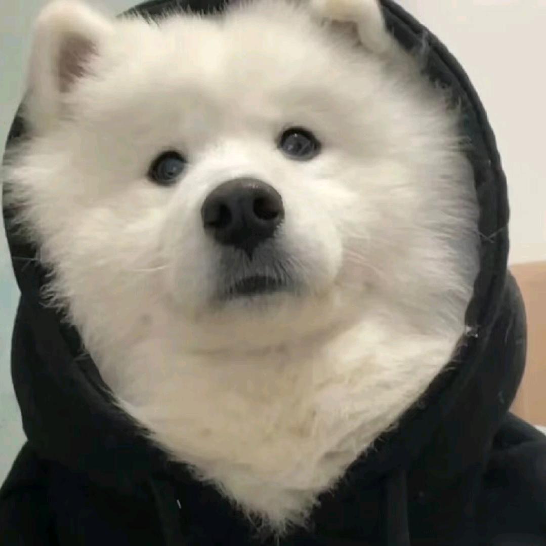 藏雾