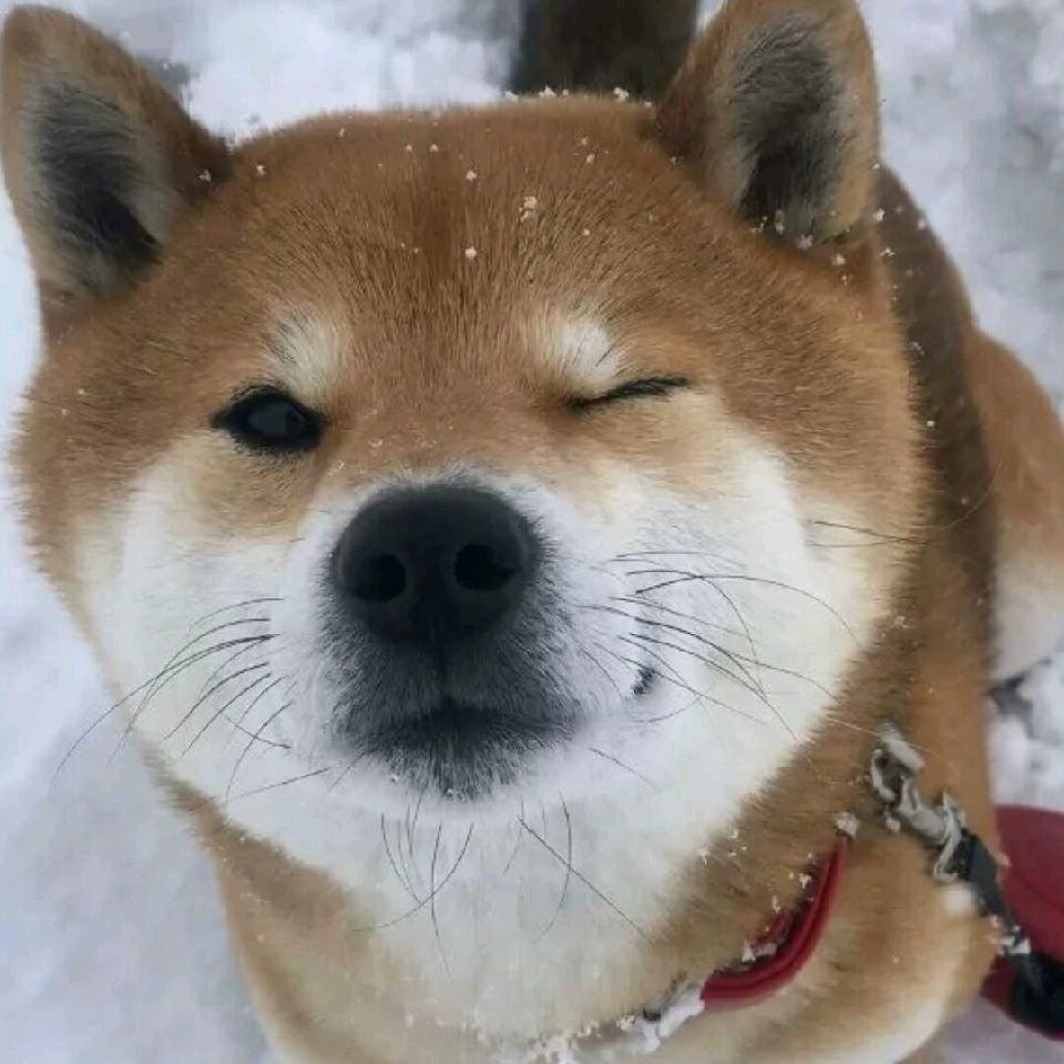 骑着毛驴追火箭