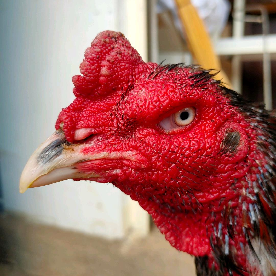 大唐盛世斗鸡殿---何龙海