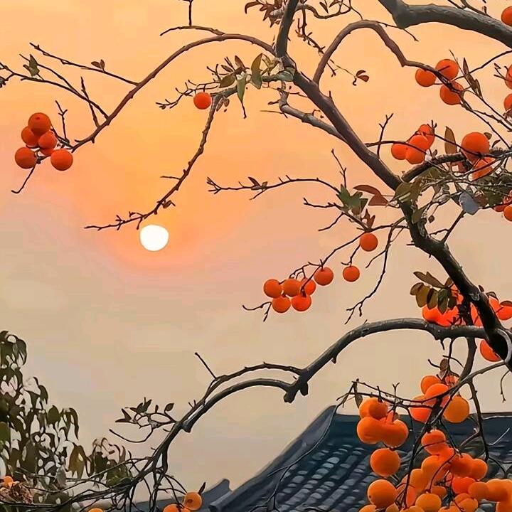 豆兜有糖