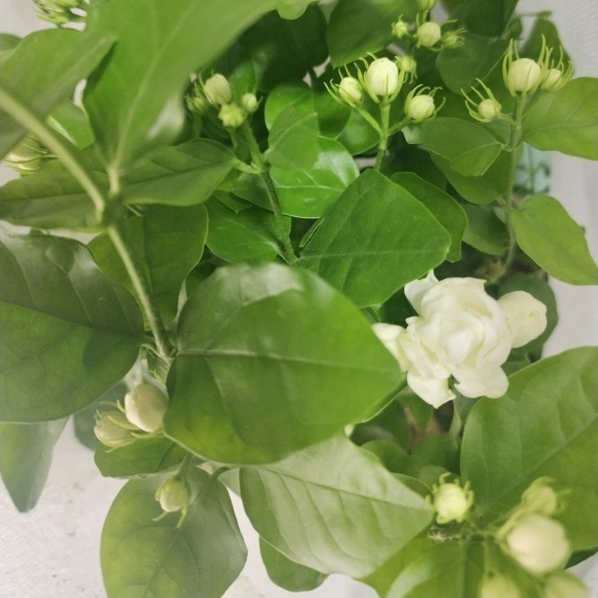 萌喵喵（做手工活挣猫粮）