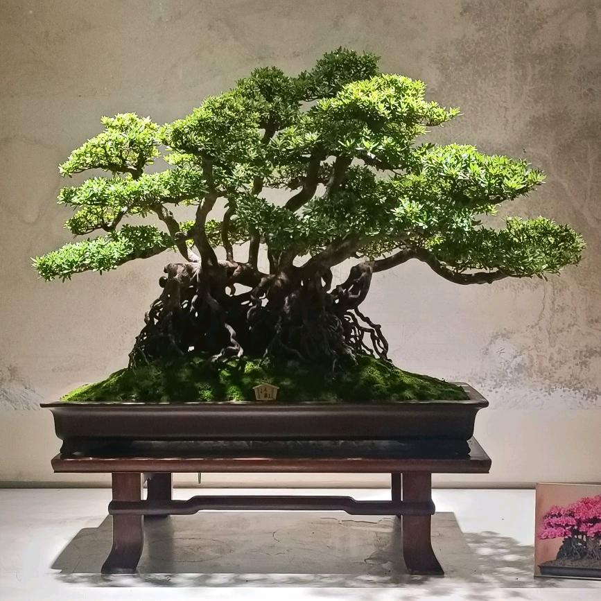 蔡啊菜