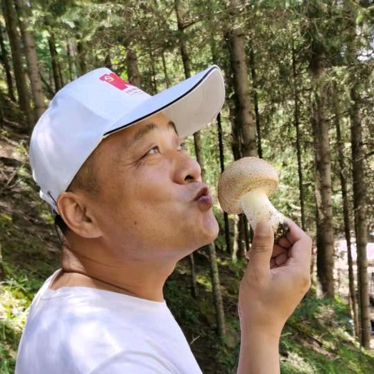 天山雪豹