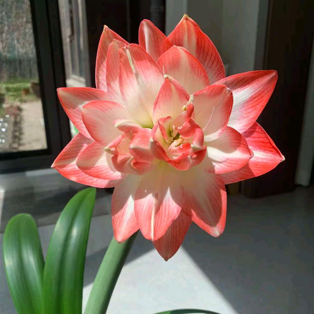花开富贵路人甲乙丙丁戊己庚辛