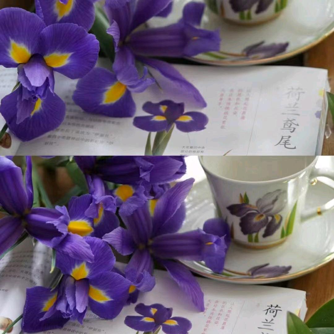 花卉