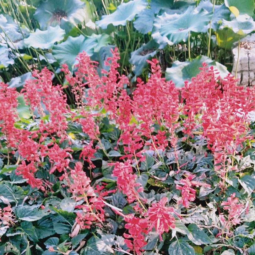 余💐生🌷一杯🌺洒🍃