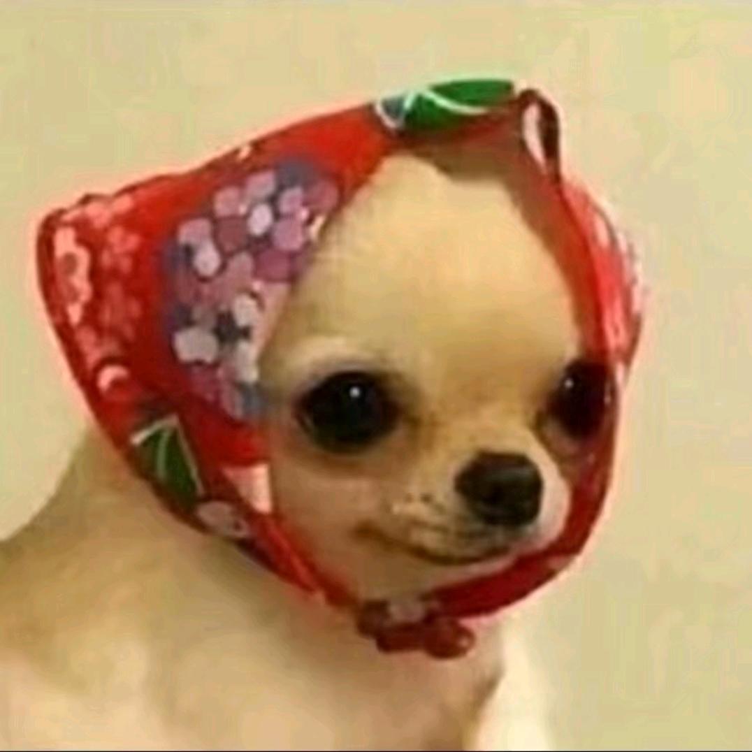 戴红帽的小土狗