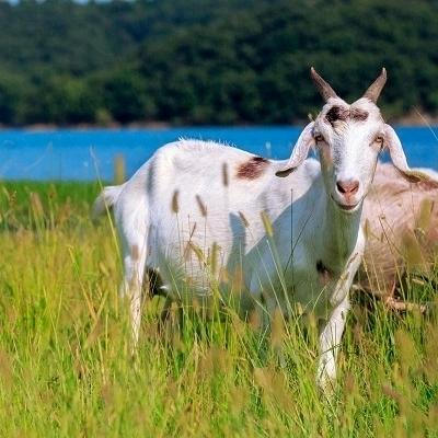 羊副产羊货批发