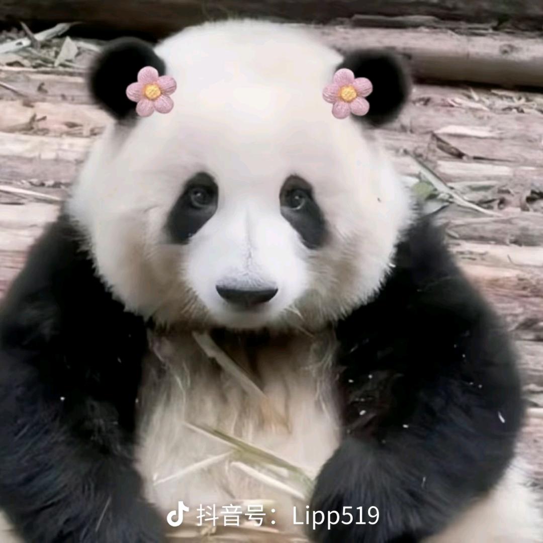 菠萝花