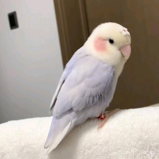 金彩鹦鹉养殖（干中学）