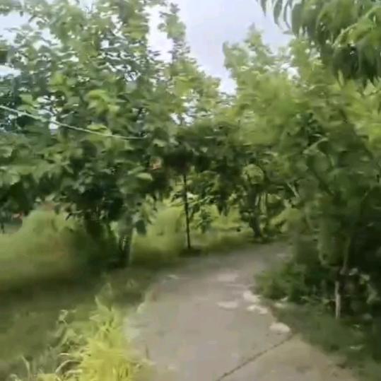 小果儿