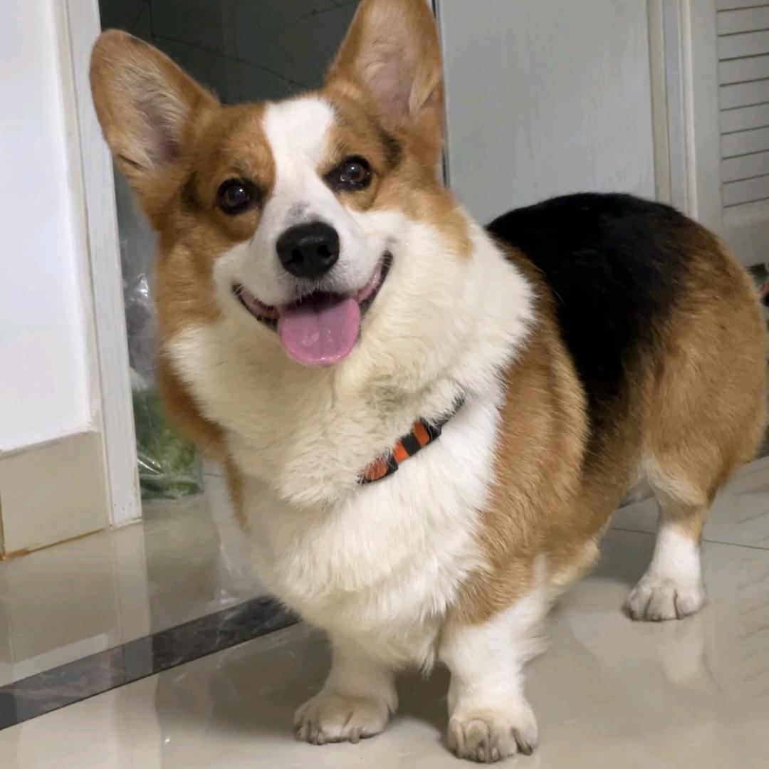 忘忧草