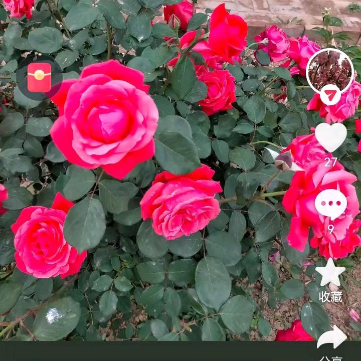 春暖花开。。