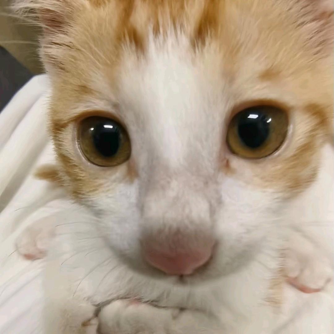 安卓猫（游戏课代表）