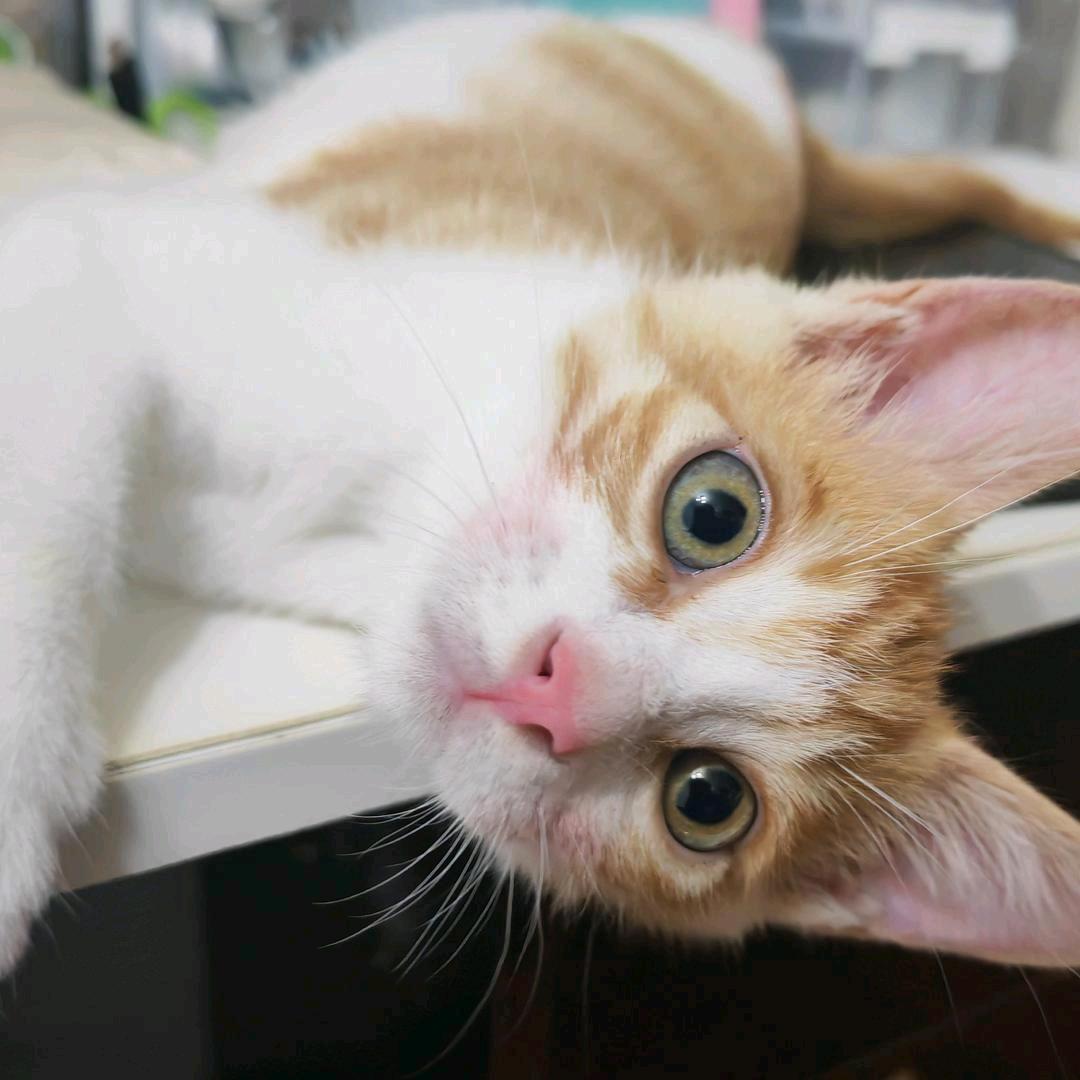 琵琶也不想做梦