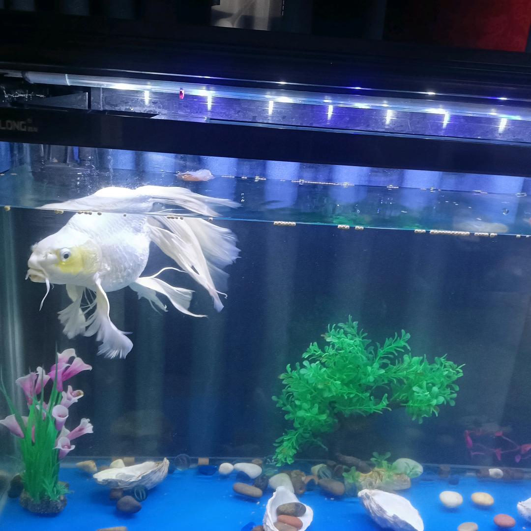 我是一只🐠💘💘💘