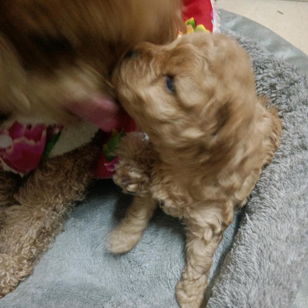 鬼火绿