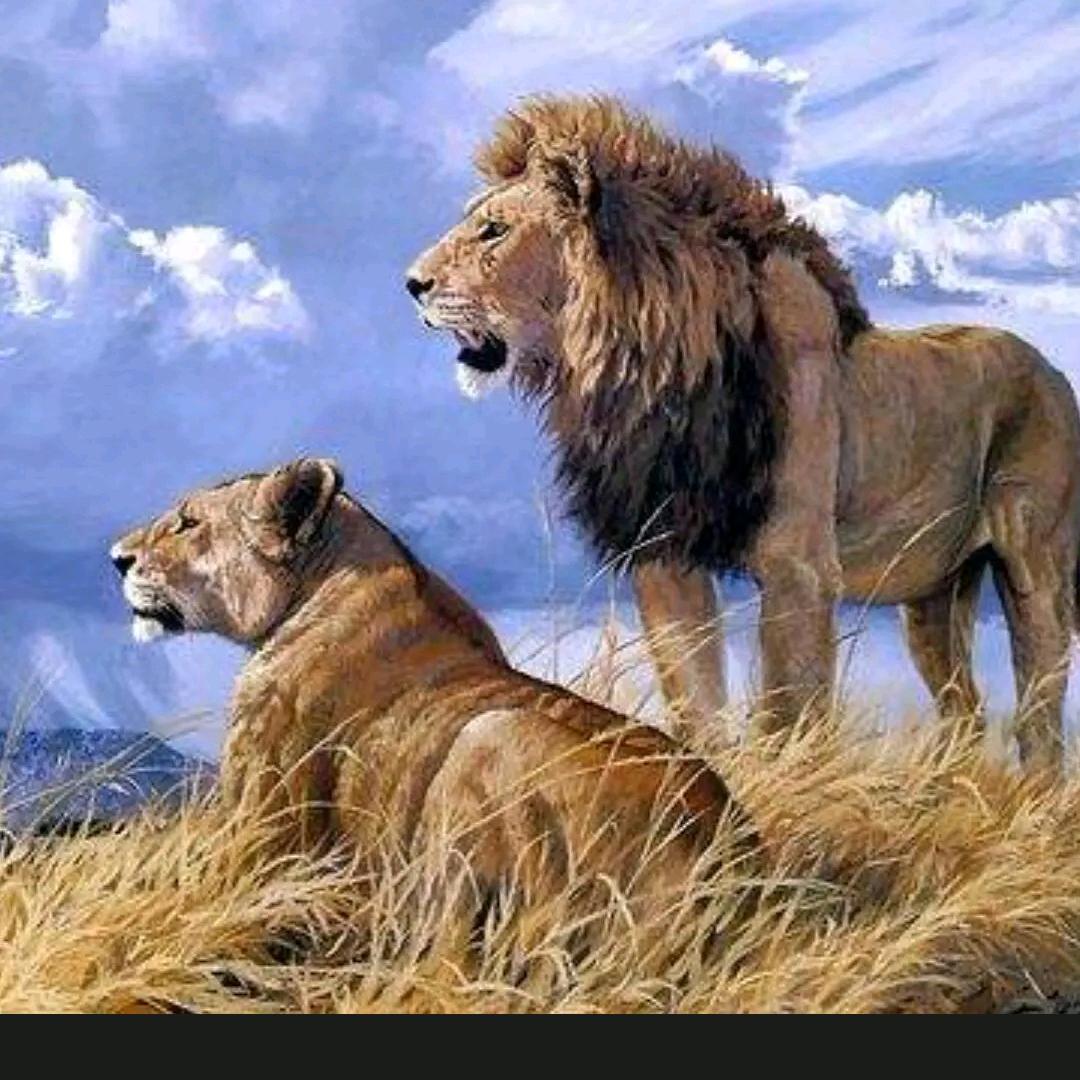 狮子🦁