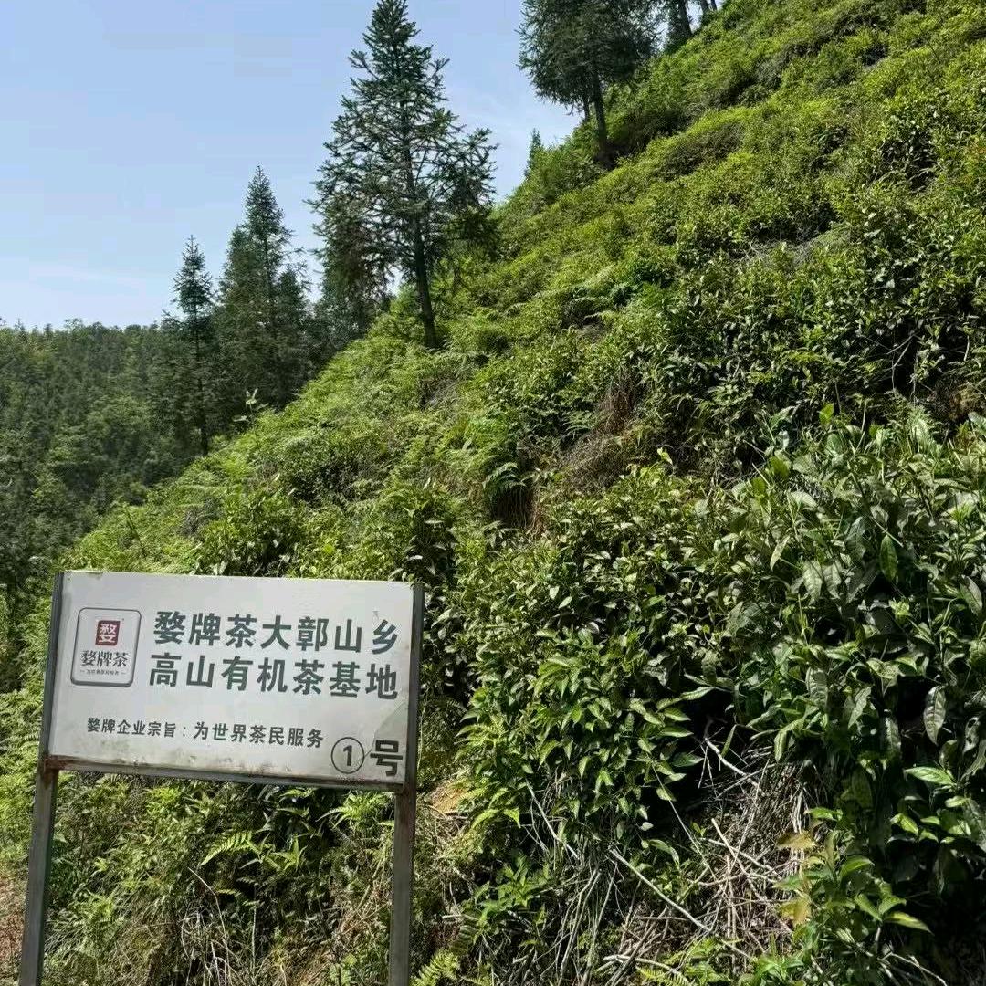 江西茶名茶香天下