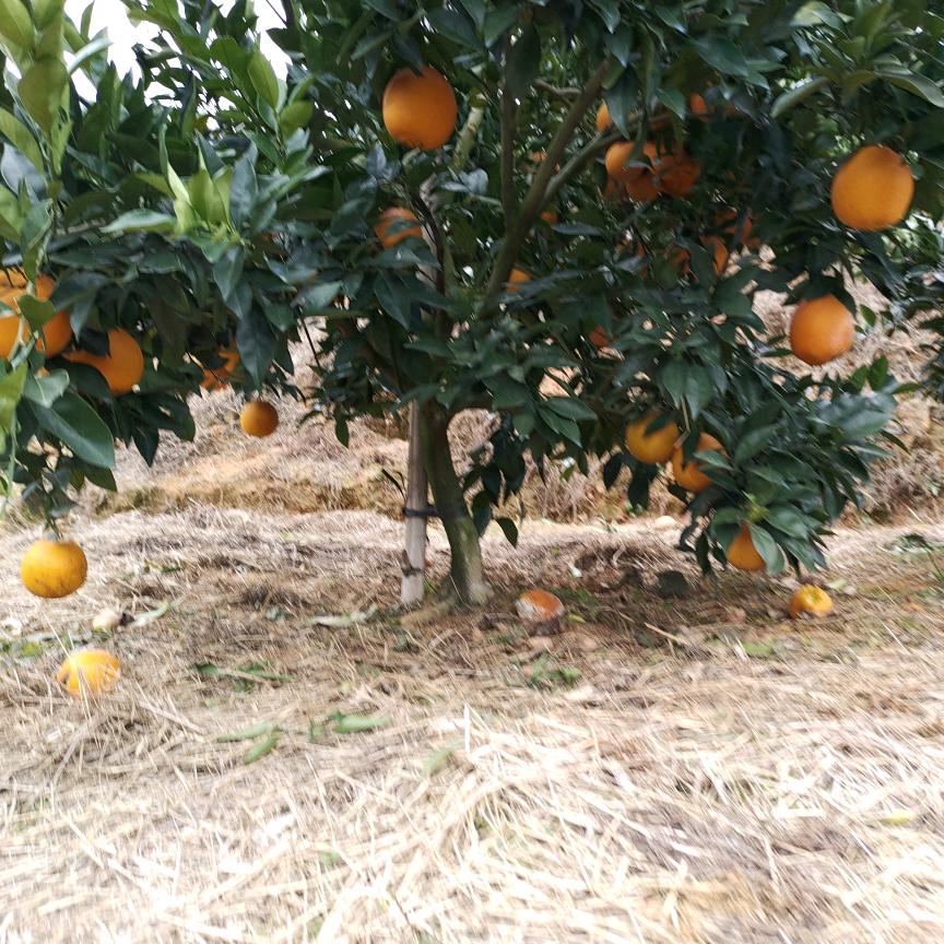 赣南信丰安西馨梦园