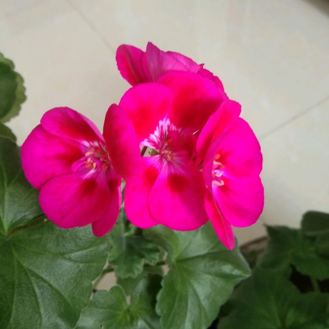 。1號0高1。1。寶寶1111