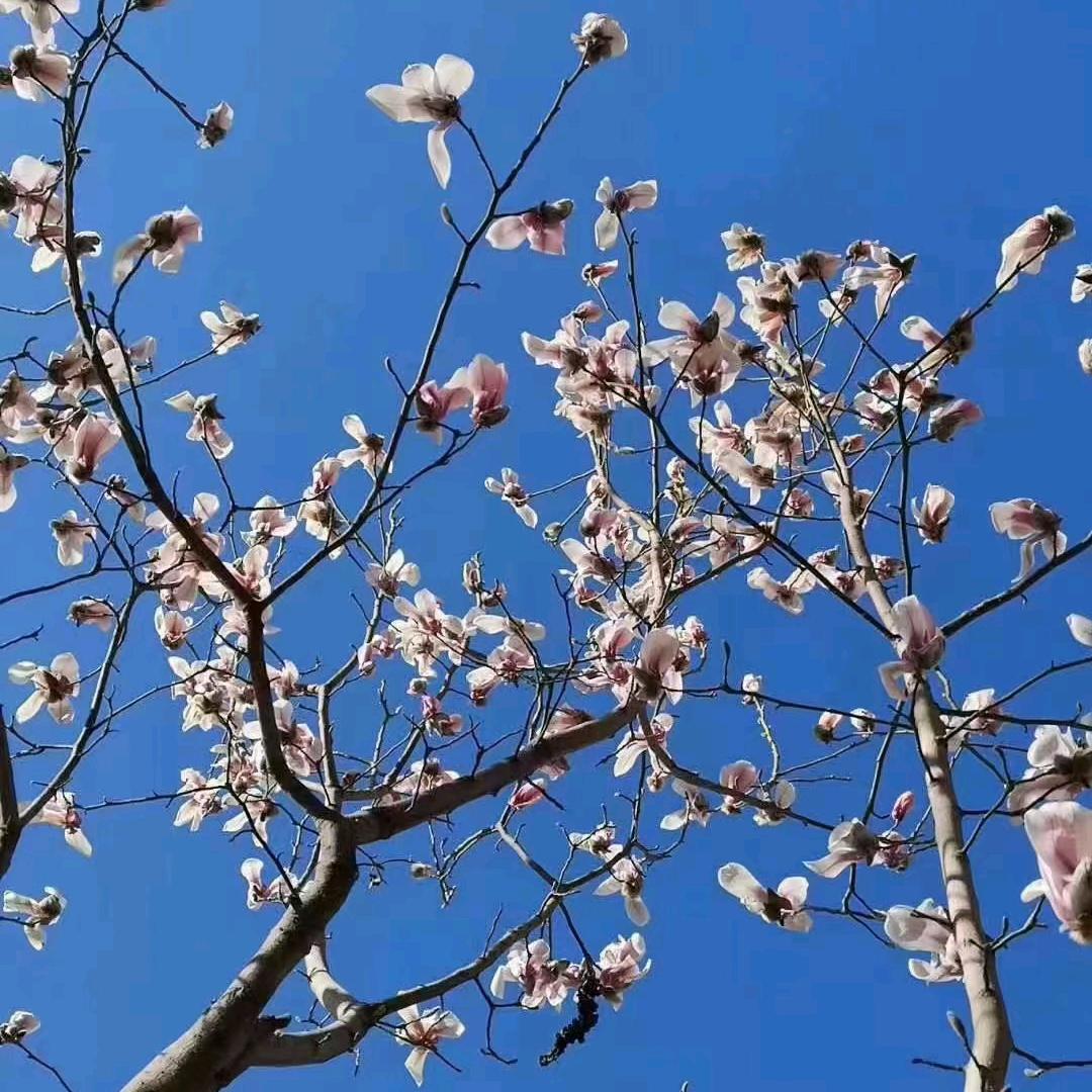 钮钮