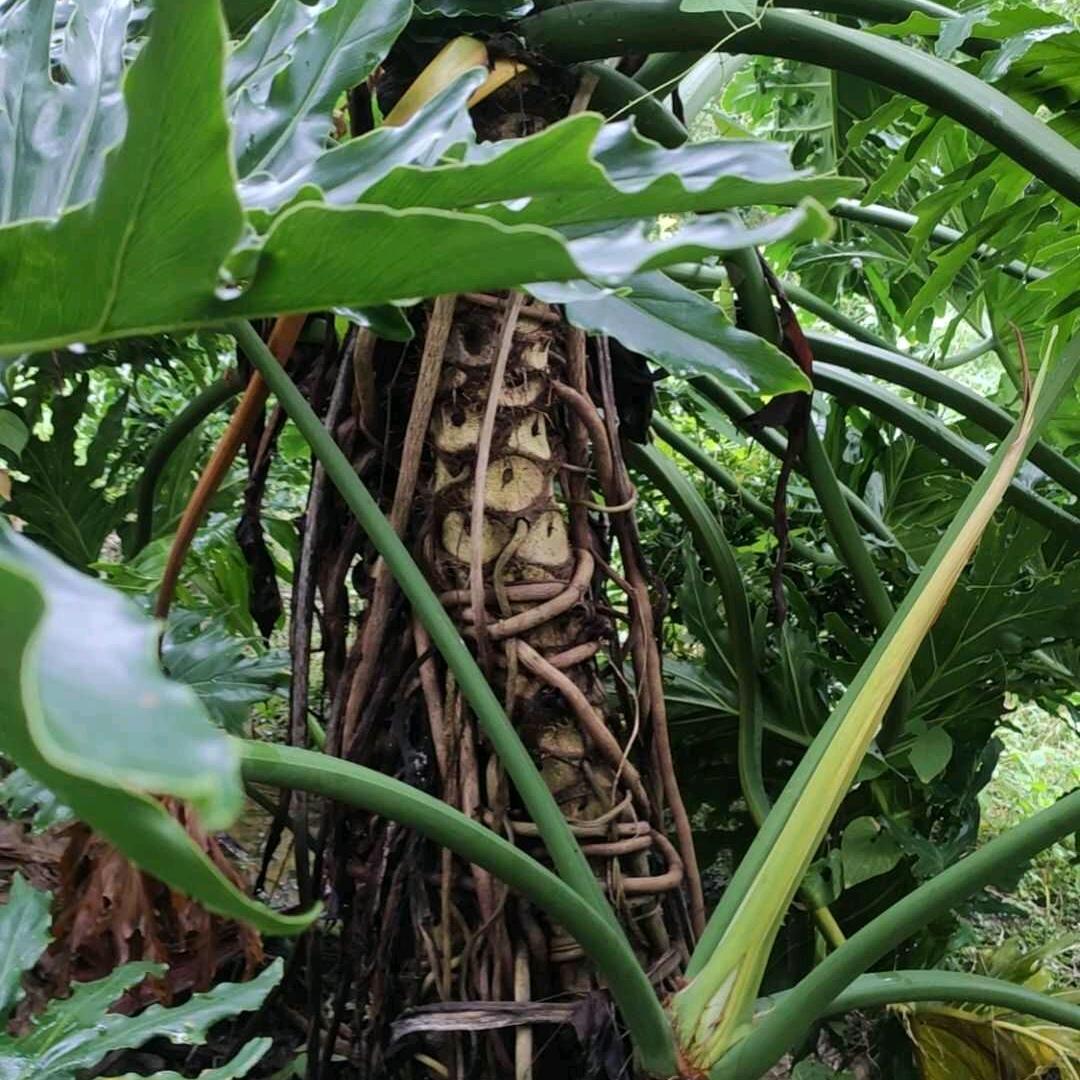 大寧缘艺绿植