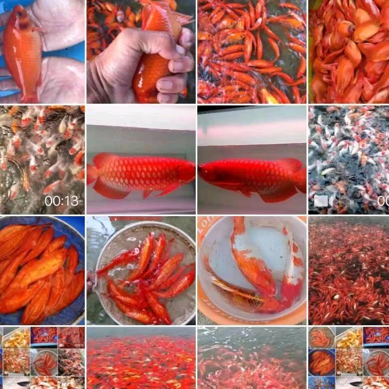 小渔民【远发水产】