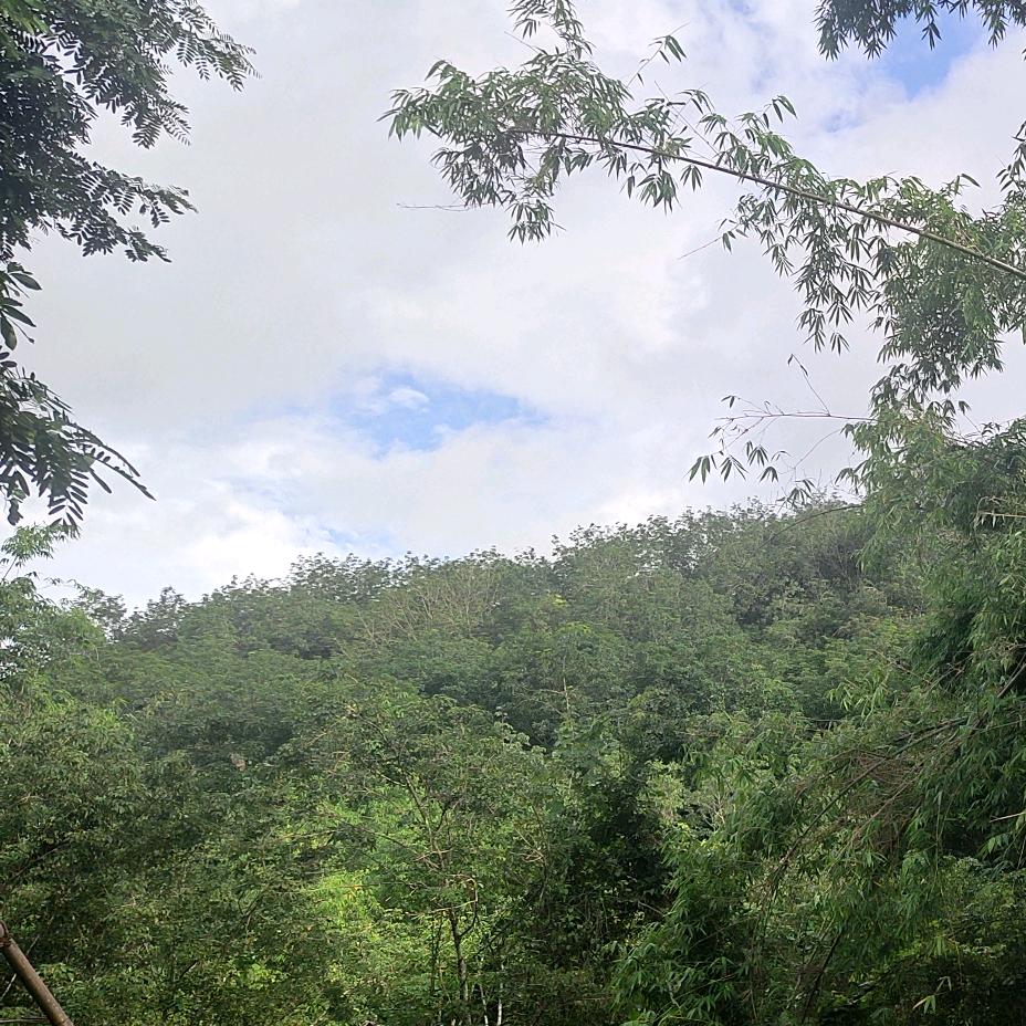 绿洲6