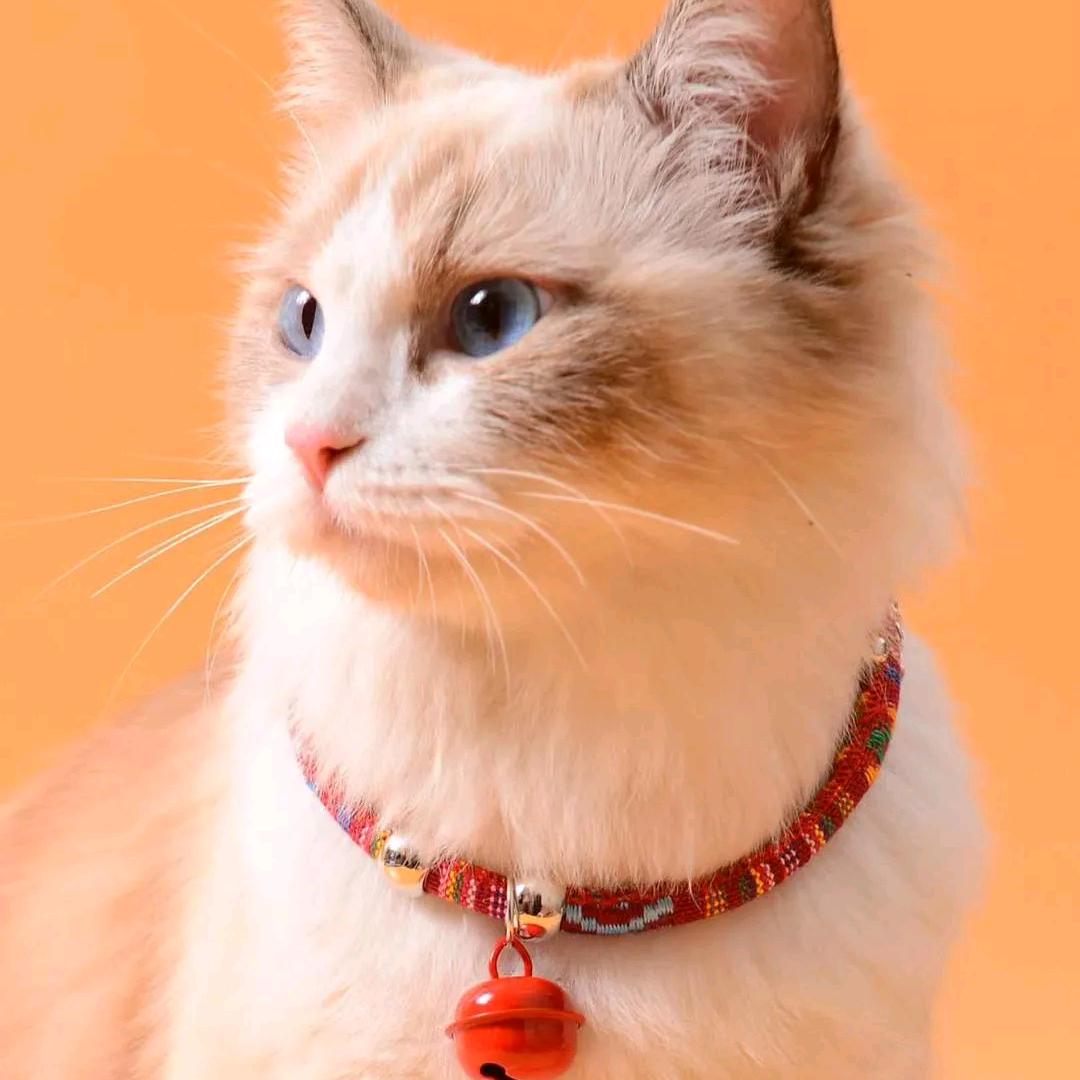 我和阿猫阿狗的店