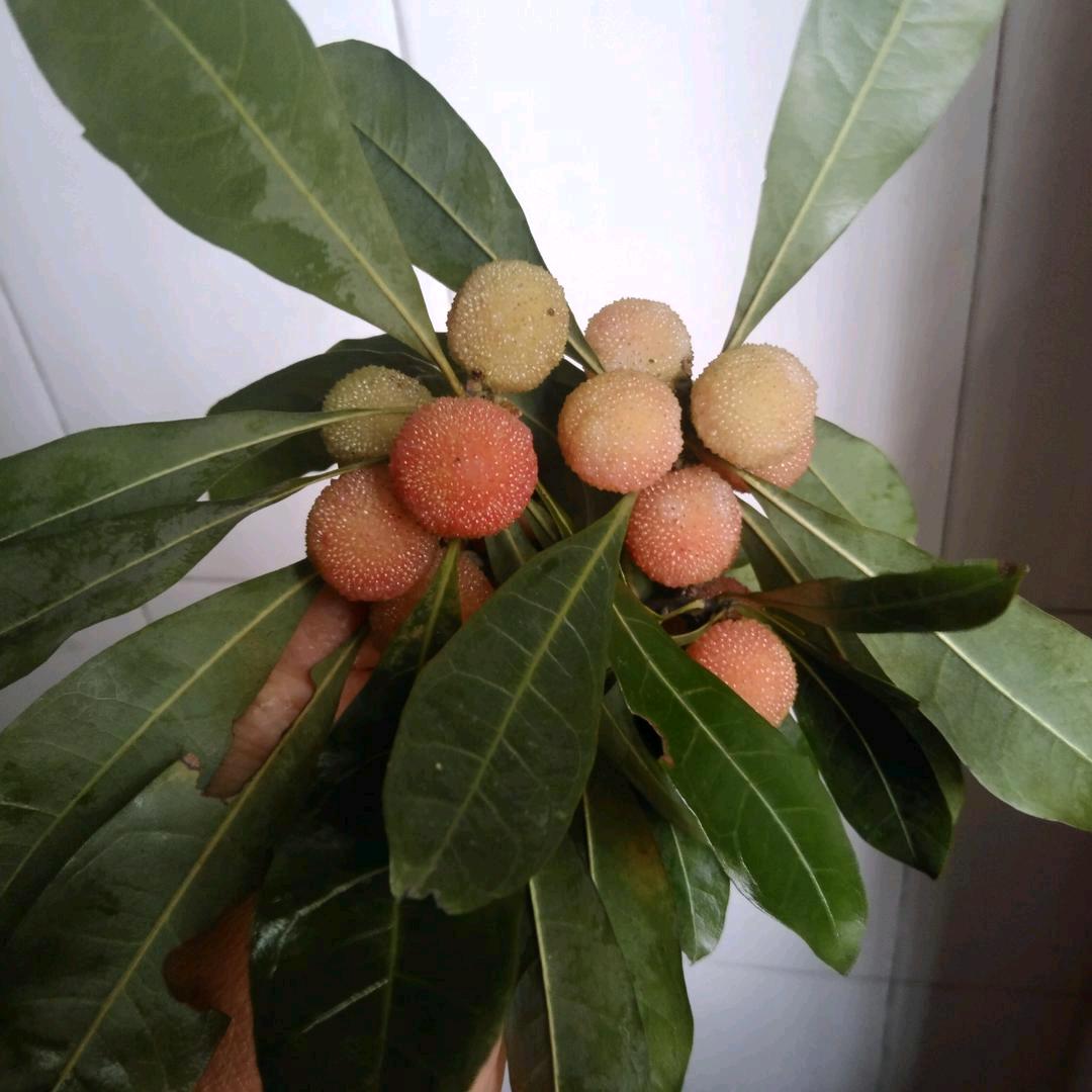 明天会更好开心的宝