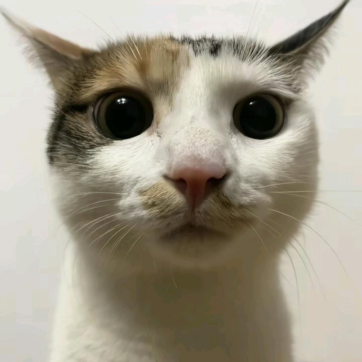 ฅ˙Ⱉ˙ฅ