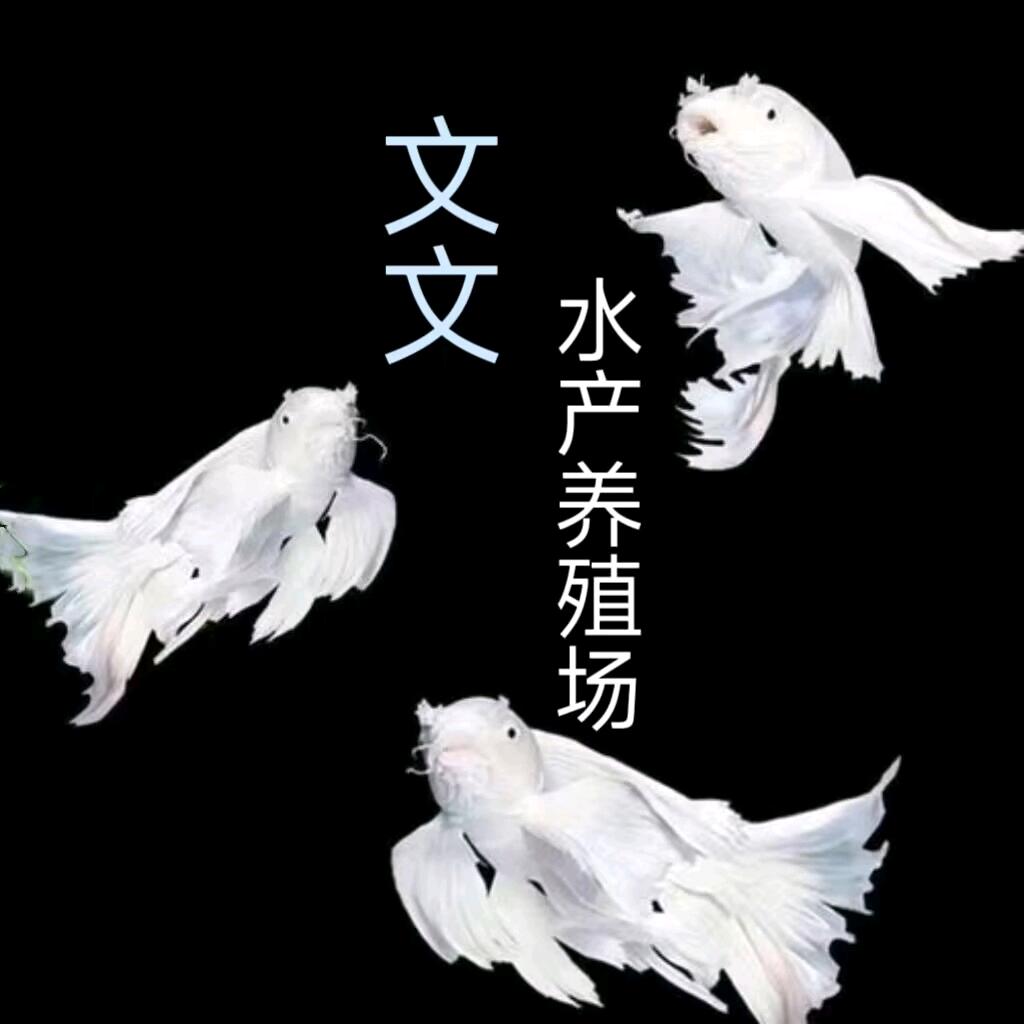文文锦鲤
