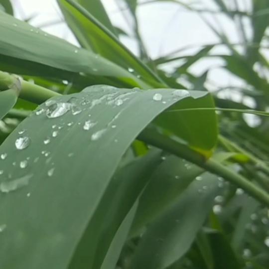 芦苇9721666